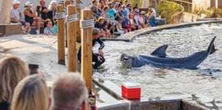 Gulfarium Dolphin Show 2025 Aug