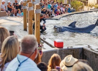Gulfarium Dolphin Show 2025 Aug