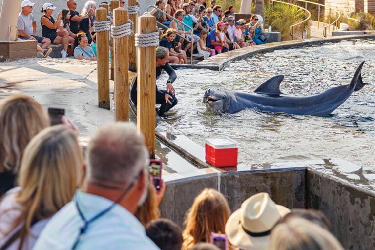Gulfarium Dolphin Show 2025 Aug