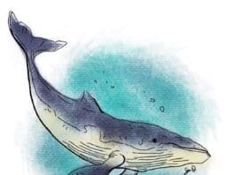 Sean Dietrich Whale