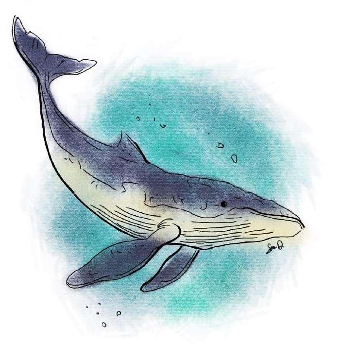 Sean Dietrich Whale