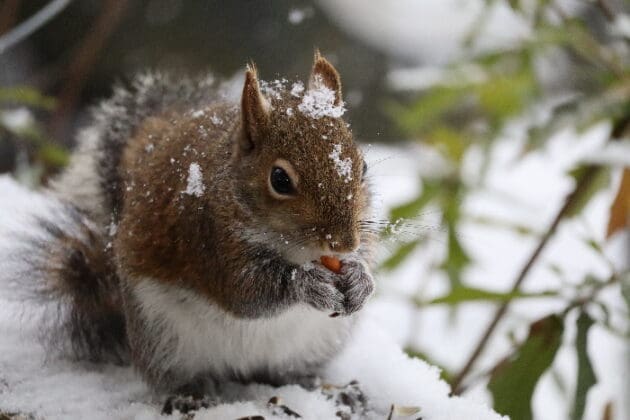 Augusto Cayson Barreto 2