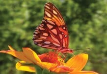 Butterflies of Fall 1