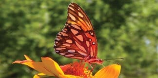 Butterflies of Fall 1