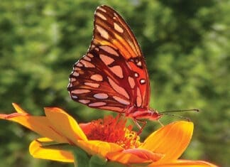 Butterflies of Fall Butterflies of Fall 1