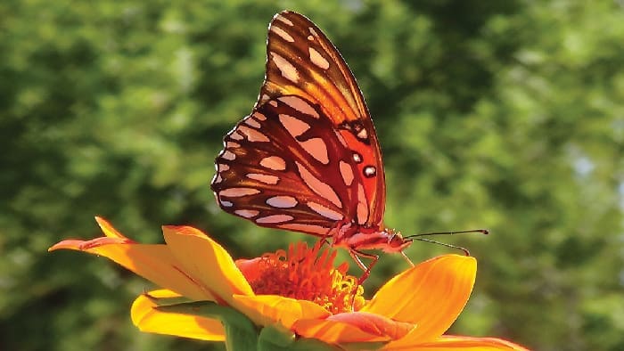 Butterflies of Fall 1