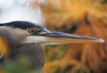 CBA Photo Winner David Bailey 1