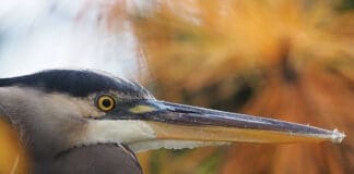 CBA Photo Winner David Bailey 1