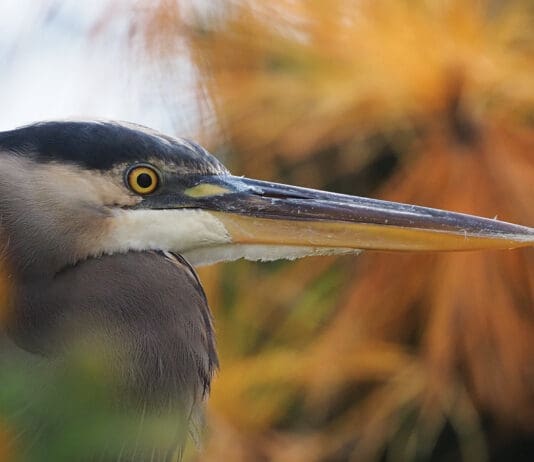 CBA Photo Winner David Bailey 1