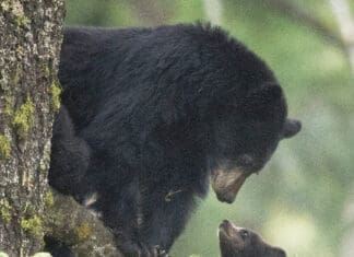 Wildlife in Fall Bears