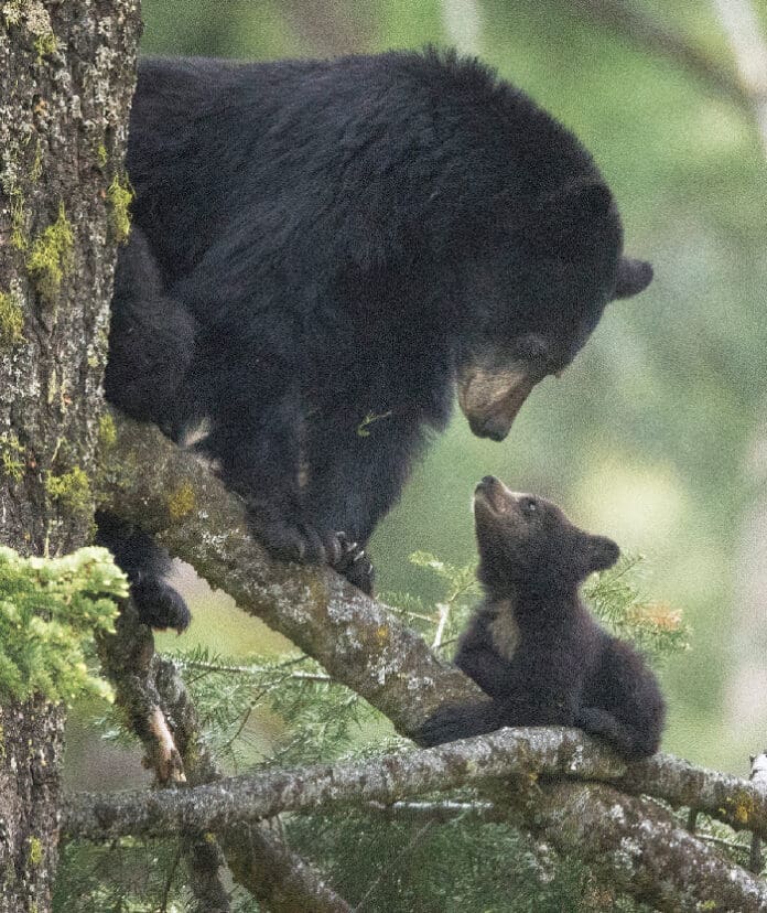 Bears Bears