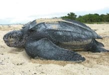 Endangered Leatherback sea turtle Tinglar USVI 5839996547