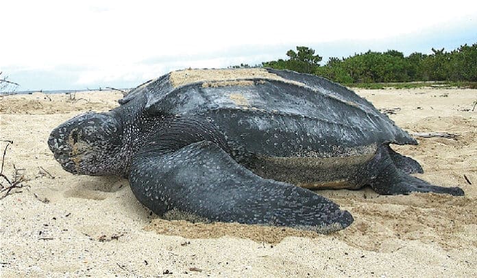 Endangered Leatherback sea turtle Tinglar USVI 5839996547
