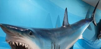 Destin History and Fishing Museum Mako Shark mount