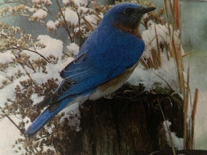 IMG 1617Bluebird