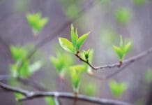 Chern Spring Tree Budding iStock 2209240562