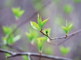 Chern Spring Tree Budding iStock 2209240562