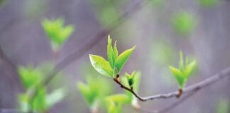 Chern Spring Tree Budding iStock 2209240562