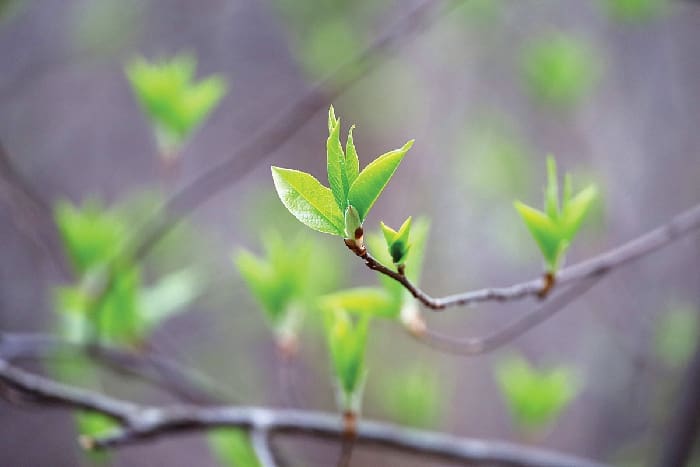 Chern Spring Tree Budding iStock-2209240562 Chern Spring Tree Budding iStock 2209240562