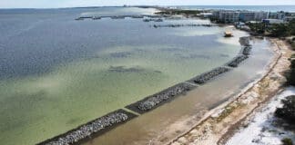 Living Shoreline Enhances Choctawhatchee Bay Livingshoreline1