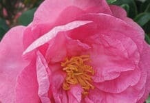 Studio 237 Camellia 2