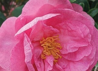 Studio 237 Camellia 2