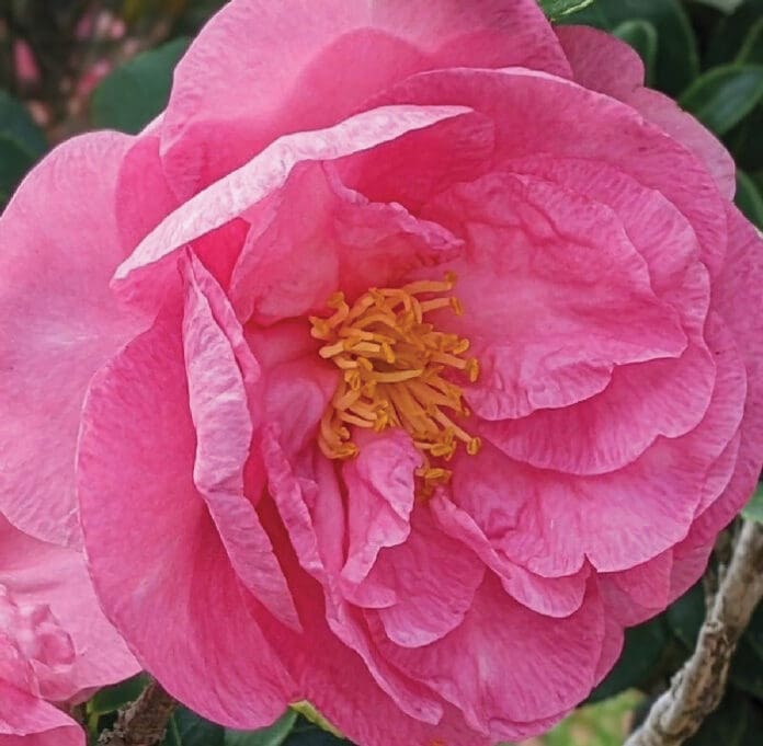 Studio 237 Camellia 2 Studio 237 Camellia 2