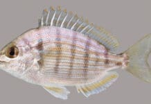 Fish in our Waters Pinfish lateral line UF