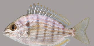 Pinfish lateral line UF