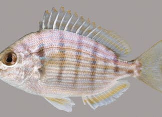 Pinfish lateral line UF