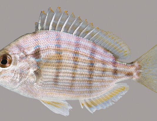 Pinfish lateral line UF
