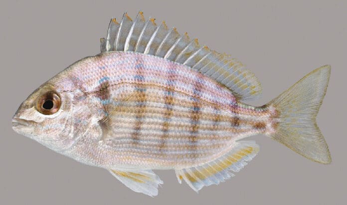 Pinfish-lateral-line-UF Pinfish lateral line UF