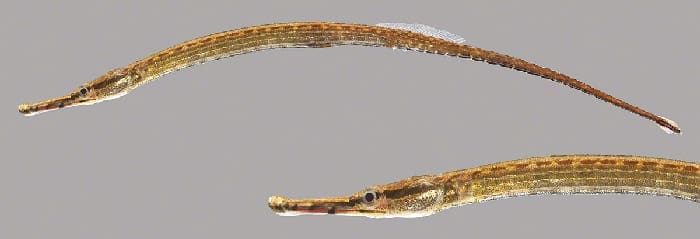 Pipefish courtesy UFL