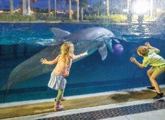 gulfarium oasis 0003 The Gulfarium Dolphin Oasis Ribbon Cutting 3 8 2024 Brian Douglas Photography LLC 22 of 22