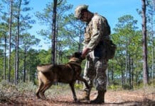 Paws that Protect 240130 F QE874 1186