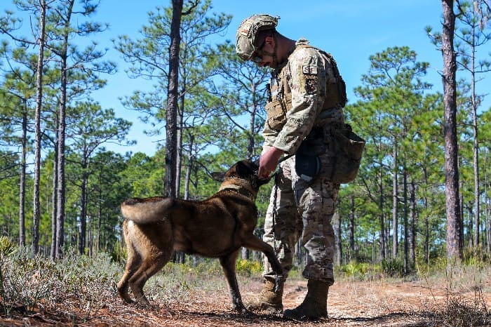 Paws that Protect 240130 F QE874 1186