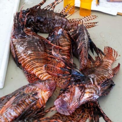 Lionfish2