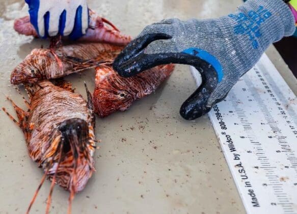 SortCountLionfish
