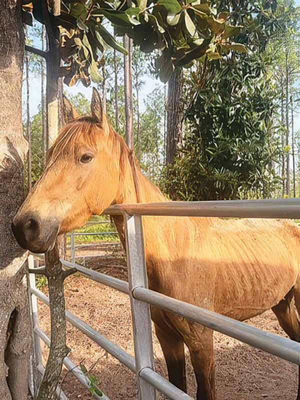 Alaqua Horse 5451